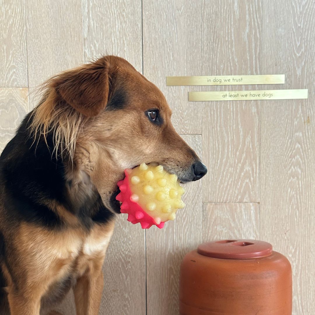 In Dog We Trust